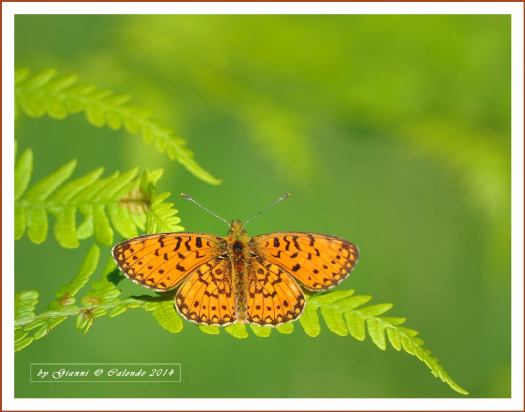 Boloria (Clossiana) selene